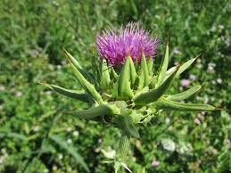 Rimedi naturali per la salute del fegato