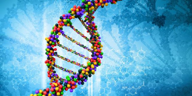 Alzheimer, un gene ne previene la comparsa