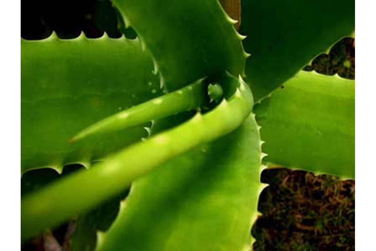 Aloe vera: una pianta dai mille utilizzi