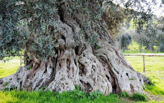 Adonis, l’albero più longevo d’Europa