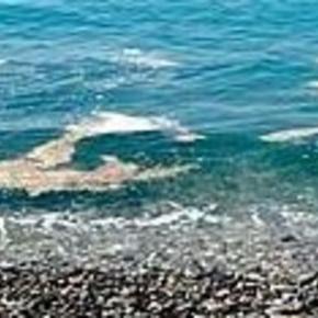 Osteopsis Ovata: il nemico dei nostri bagni in Puglia 2016