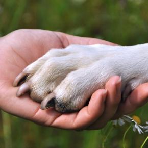 Vivere di cinofilia facendo l'addestratore di cani o l'educatore cinofilo?