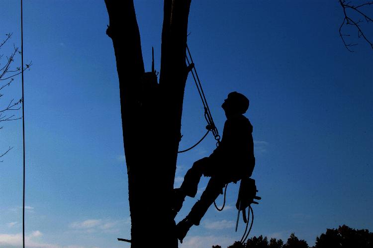 10 buoni motivi per cui è importante potare gli alberi in città