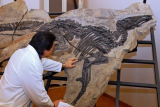 I Dinosauri hanno vissuto anche in Italia: ecco in quali zone