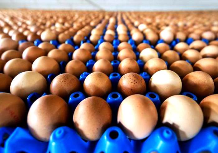 Due casi accertati di positività di uova al fipronil