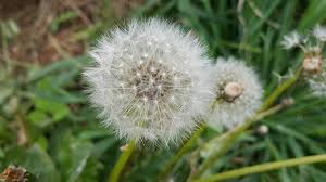 Depurare il fegato in modo naturale